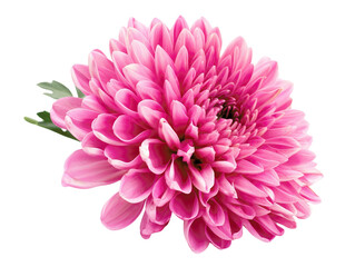 Close-up photo of a vibrant pink chrysanthemum flower with detailed petals, perfect for floral decoration and nature-themed designs.