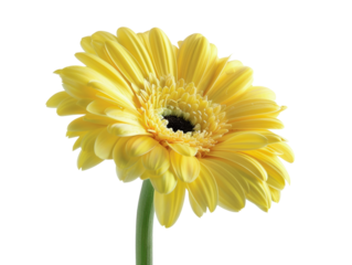 A close-up image of a vibrant yellow gerbera daisy flower in full bloom isolated on a white background.