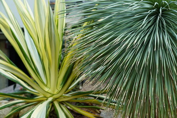 Dragon's Blood and Grass Trees