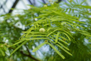 The dense, fine leaves of desert plants