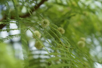 The dense, fine leaves of desert plants