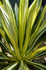 Dracaena bicolor