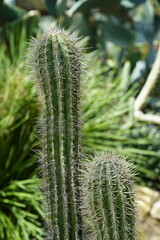 ball cactus