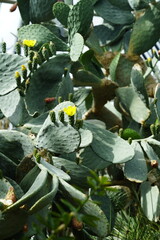cacti with small yellow flowers