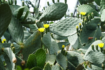 cacti with small yellow flowers