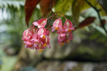 Tropical rainforest orange-red bellflower