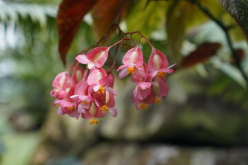 Tropical rainforest orange-red bellflower