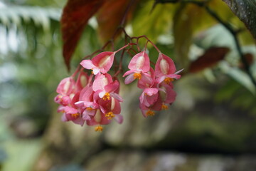 Tropical rainforest orange-red bellflower