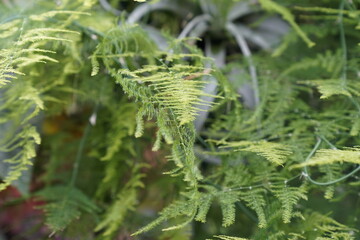 rainforest plant