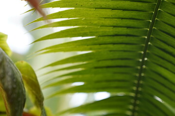 rainforest plant