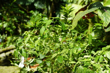 rainforest plant