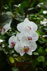 Elegant white orchid with small purple red spots