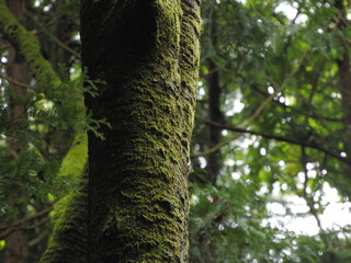 Obraz premium 森の中の木々