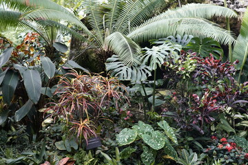Plants of the Tropical Rainforest