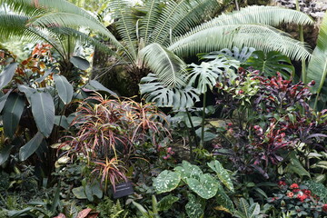Plants of the Tropical Rainforest