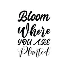 bloom where you are planted black letters quote