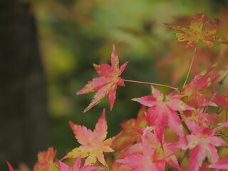 紅葉の季節