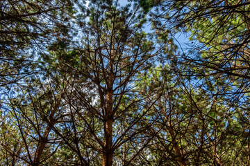 Fototapeta premium Pine treetops in a forest.