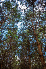 Pine treetops in a forest.
