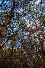 Pine trees forest under blue sky.