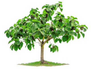 A vibrant green tree with broad leaves standing alone against a white background, ideal for nature and environmental themes.