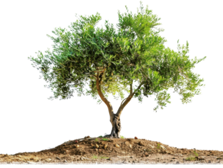 Isolated green tree with lush foliage on a small mound of soil against a white background. Perfect for nature and environmental concepts.