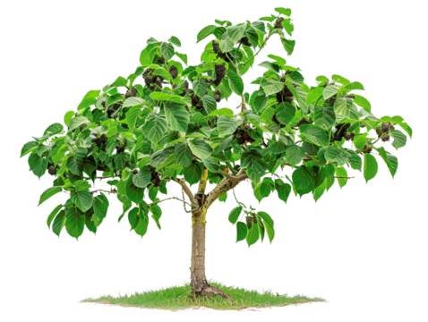 A vibrant green tree with broad leaves standing alone against a white background, ideal for nature and environmental themes.