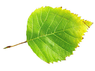 Obraz premium Close-up of a single green leaf with detailed veins, perfect for nature, botanical, and plant-themed projects.