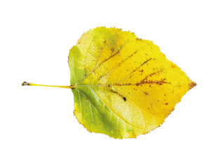 Close-up of a single yellow autumn leaf with green patches and brown spots, isolated on a white background.