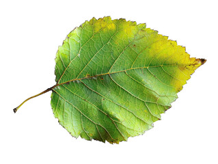 Close-up of a single green leaf with yellowing edges on a white background, showcasing nature's simplicity and intricate details.