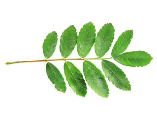 High-resolution image of a green compound leaf with nine ovate leaflets, isolated on a white background, perfect for botanical and nature studies.