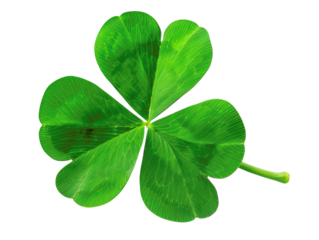 Close-up image of a vibrant green four-leaf clover, symbolizing luck and good fortune, isolated on white background.