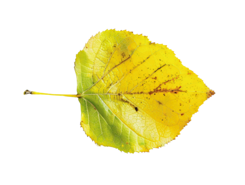 Close-up of a single yellow autumn leaf with green patches and brown spots, isolated on a white background. - Powered by Adobe