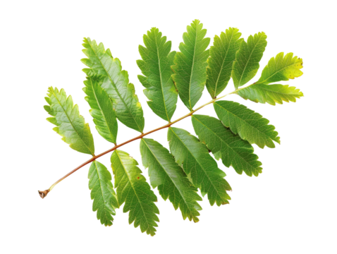 Bright green compound leaf isolated on a white background, showcasing natural beauty and botanical details of a single leaf with multiple leaflets.