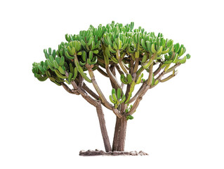 A lush green succulent tree isolated on a white background, perfect for nature and botanical themes.