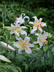 lily in the forest