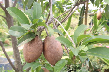 Sapodilla on tree in farm for harvest