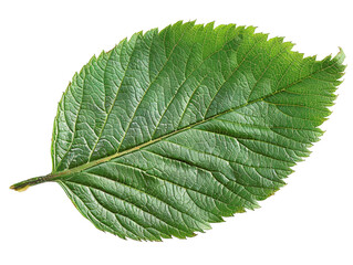 Obraz premium High-resolution image of a vibrant green leaf with detailed texture, perfect for nature-themed projects, presentations, and designs.