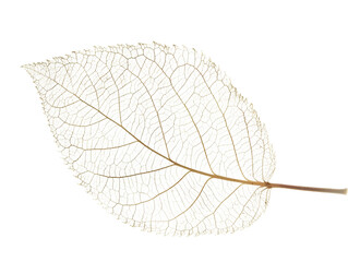 Close-up image of a delicate translucent leaf skeleton showing intricate vein patterns and natural beauty, isolated on a white background.