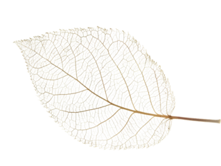 Close-up image of a delicate translucent leaf skeleton showing intricate vein patterns and natural beauty, isolated on a white background.