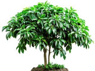 A lush green tree with dense foliage and multiple trunks isolated on a white background, perfect for nature and gardening themes.