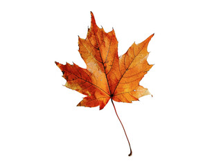 Fototapeta premium Close-up of a vibrant autumn leaf showcasing rich orange hues and detailed veins against a white background, representing the beauty of fall.