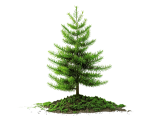 A young evergreen tree with lush green needles rooted in small soil patch, isolated on white background.
