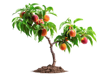 Vibrant peach tree laden with ripe, colorful peaches, surrounded by lush green leaves. Perfect for gardening, agriculture, and nature themes.