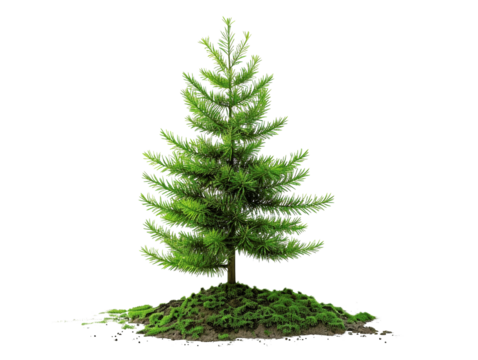 A young evergreen tree with lush green needles rooted in small soil patch, isolated on white background.
