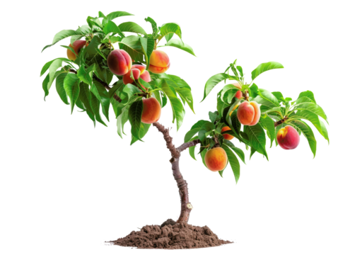 Vibrant peach tree laden with ripe, colorful peaches, surrounded by lush green leaves. Perfect for gardening, agriculture, and nature themes.
