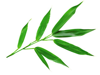 Fototapeta premium A single green bamboo branch with leaves isolated on a white background, perfect for natural and botanical themes.