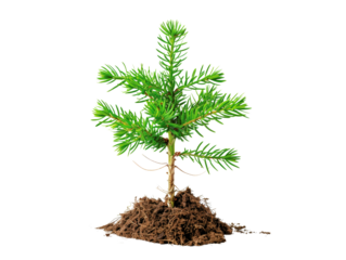 Young pine tree sapling with soil base isolated on a white background, symbolizing growth and nature's cycle.