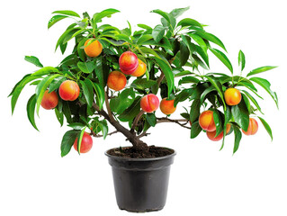 Vibrant potted peach tree with lush green foliage and ripe fruits, perfect for home gardening and indoor decor.