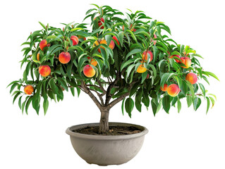 A beautiful potted peach tree with ripe fruits and lush green leaves, perfect for home gardens or indoor decoration.